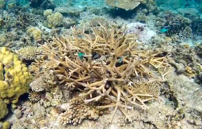 A fragile coral. Photo: André Marton Pedersen