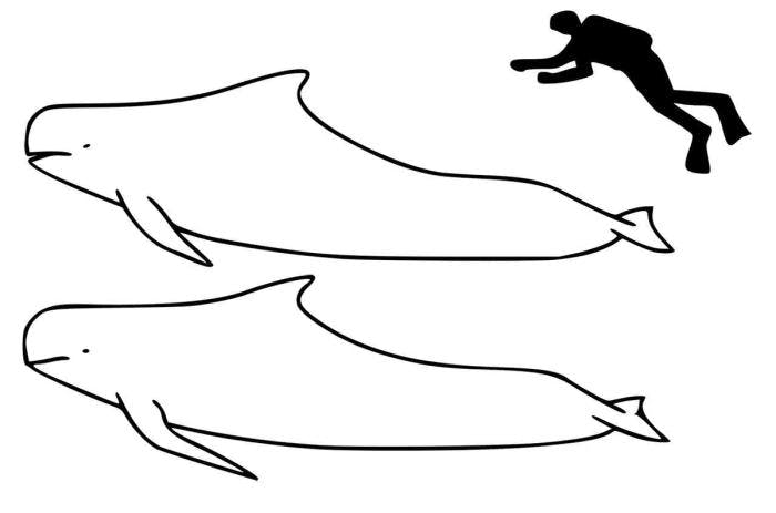 Short finned pilot whale, above, long finned pilot whale, below. Illustration: Chris Huh / Wikimedia