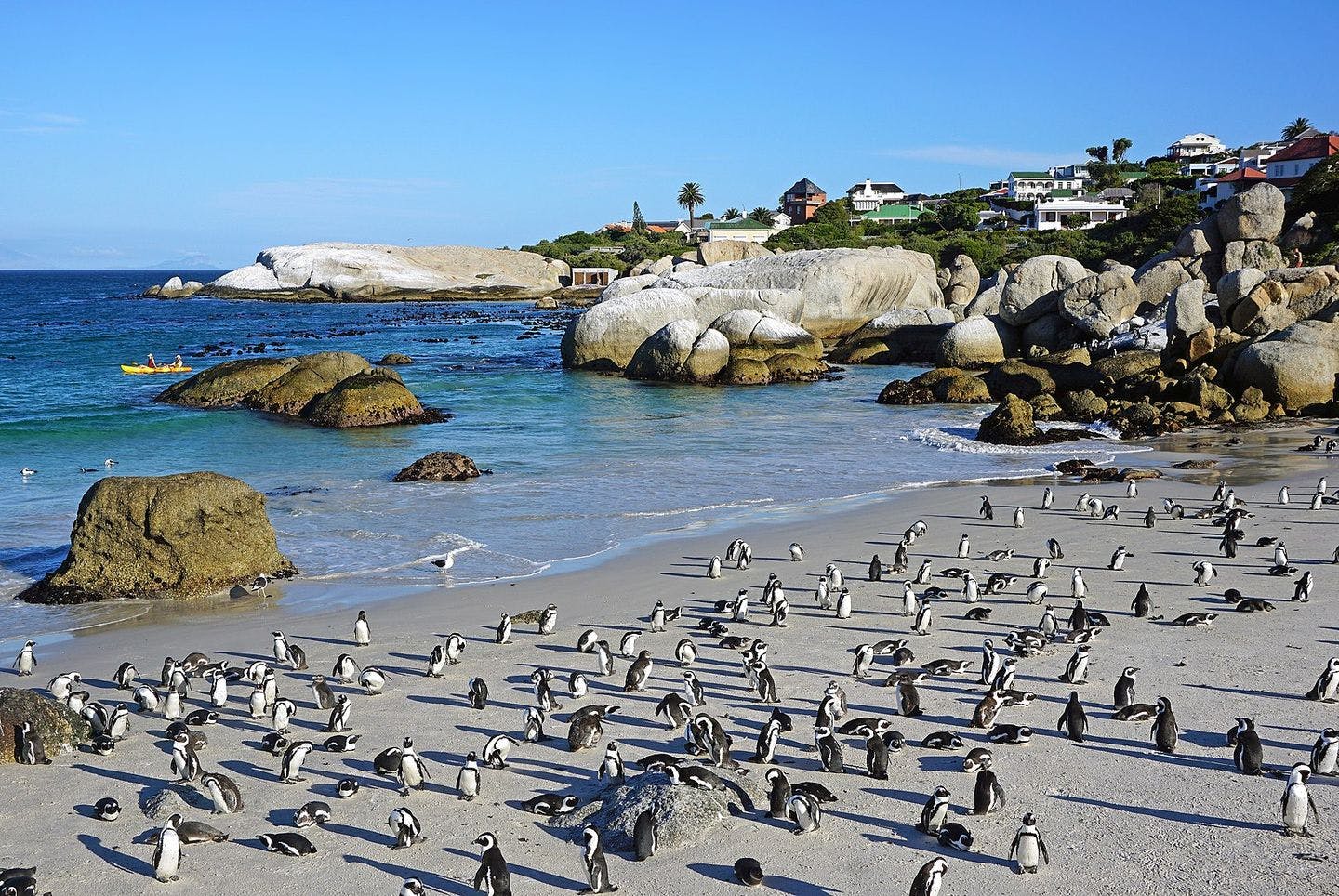 Kapp-pingviner på Boulders Beach i Cape Town. Foto: Kallerna / Wikimedia Commons