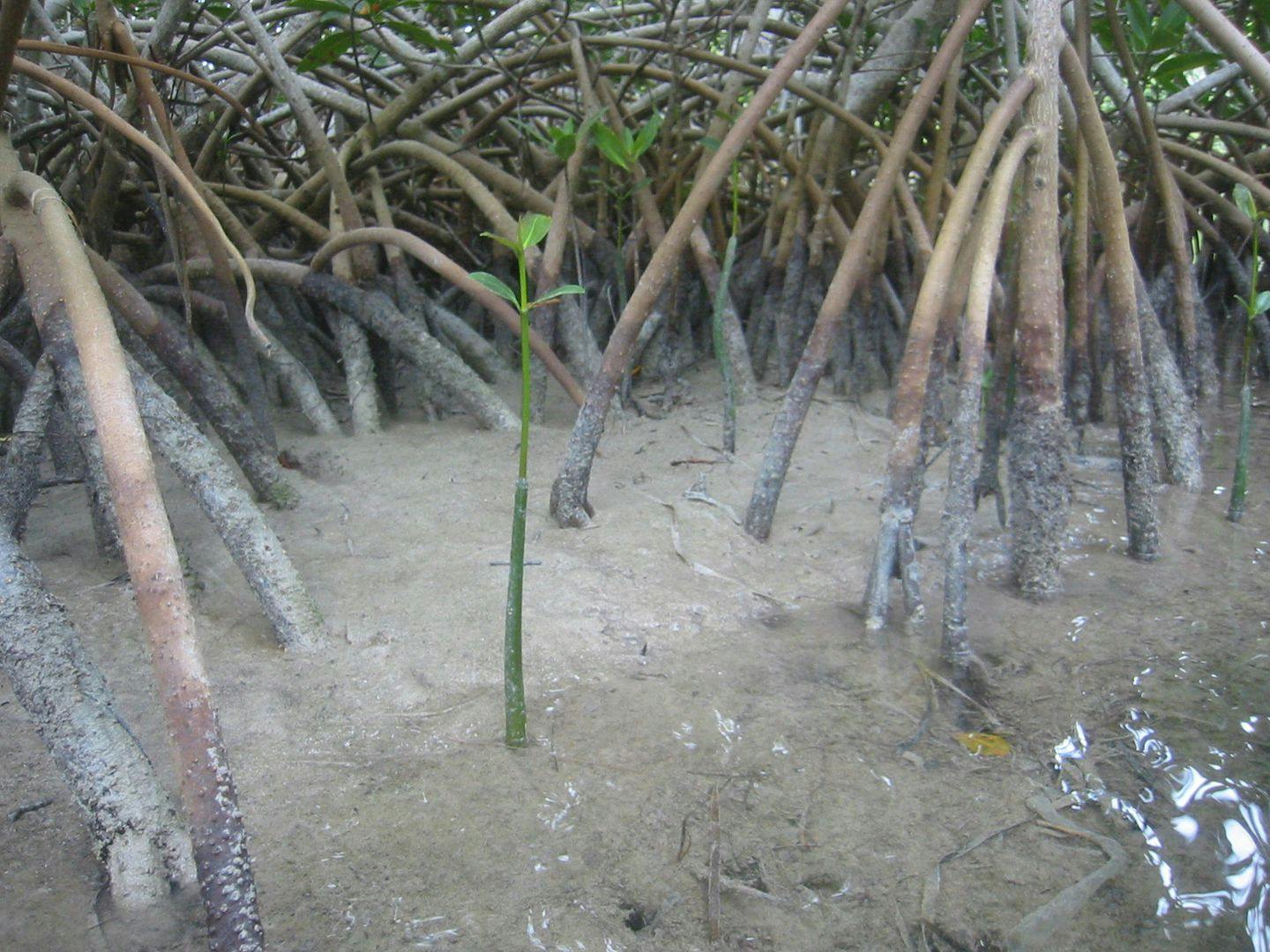 Mangrove har støttestammer som gjør dem stabile i mudderet. Foto: Ronald Toppe