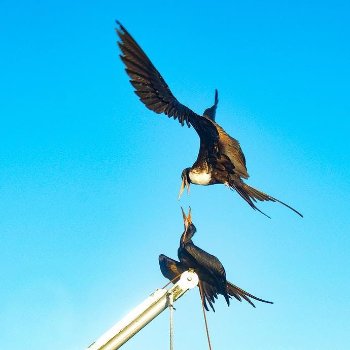 Frigatebirds. Photo: Ronald Toppe