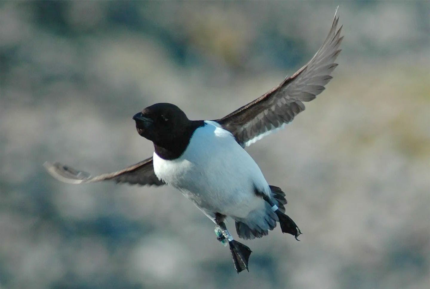 This little auk has a capsule on its right foot. Photo: Jerome Fort