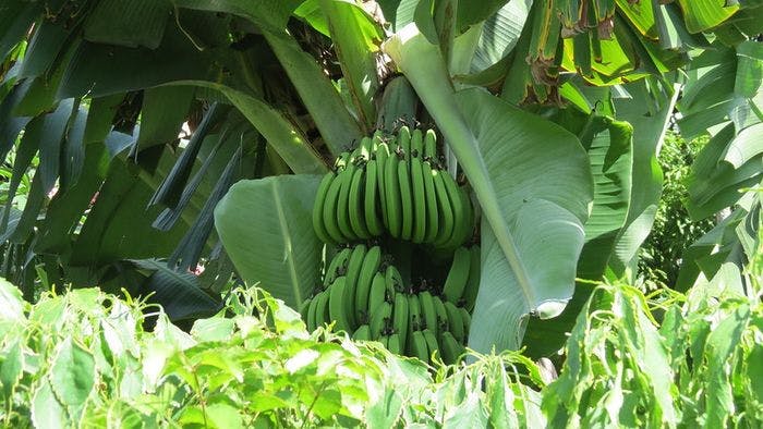 Bananer på Rarotonga. Foto: Creative Commons