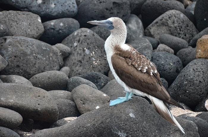 Blue-footed booby, photographed in Galapagos. Photo: Ronald Toppe