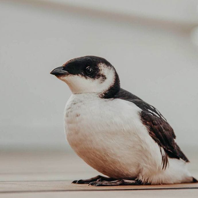 The little auk that landed on deck. Photo. Hanna Thevik