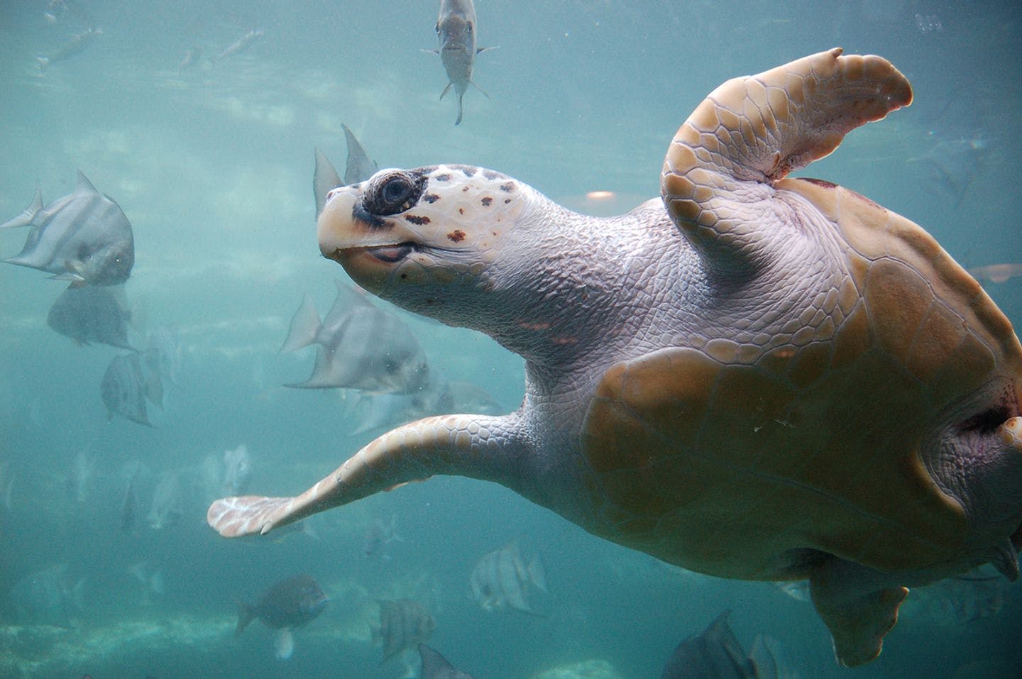 Loggerhead turtle Photo: Wikimedia