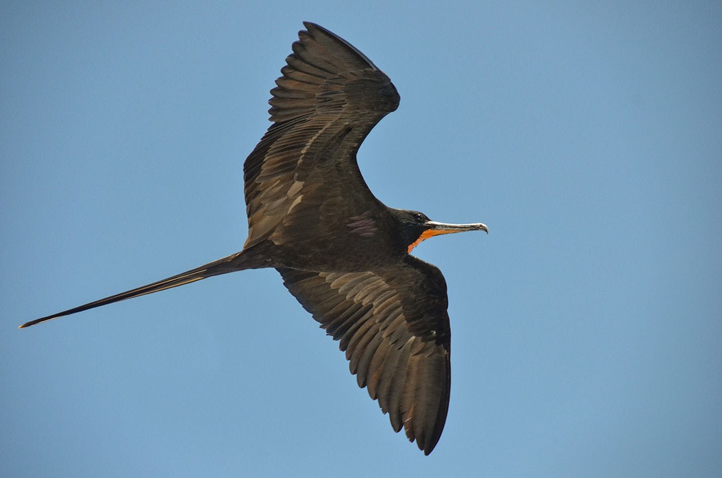Frigatebirds have the largest wing-area-to-body-weight ratio of any bird. Photo: Ronald Toppe