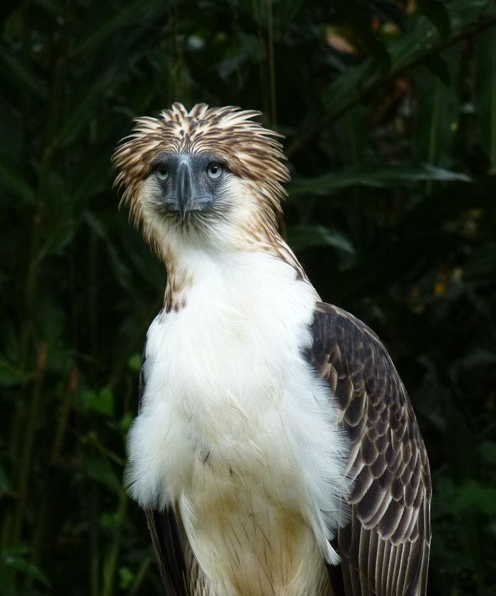 The Philippine Eagle is endemic to the forests of the country. Photo: Angry bird / Wikimedia commons