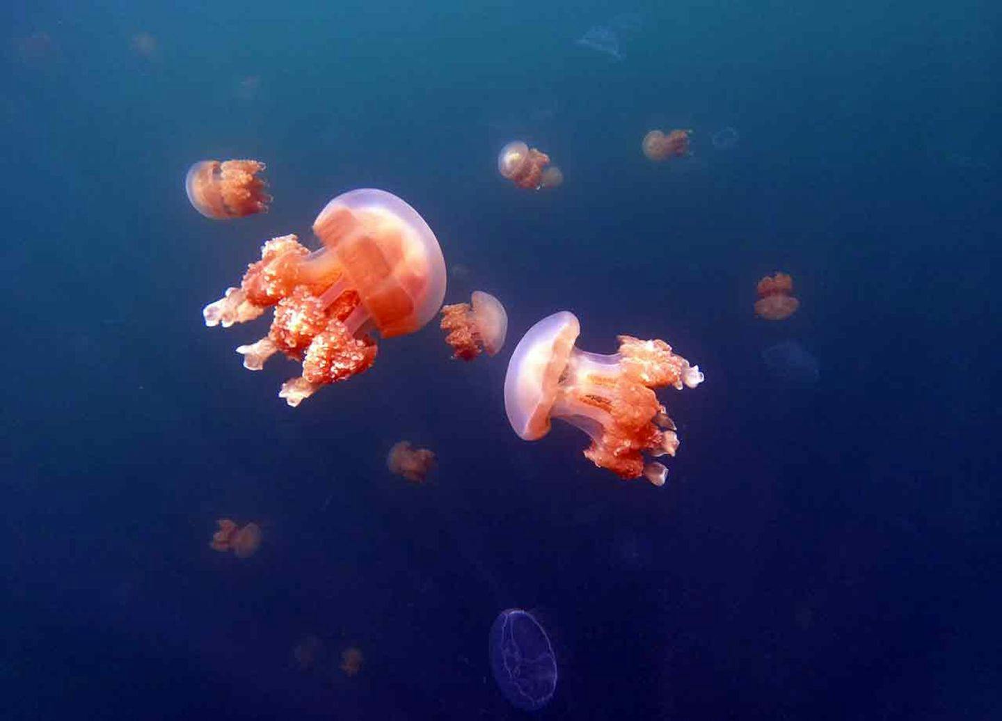 Jellyfish lake  Photo: André Marton Pedersen