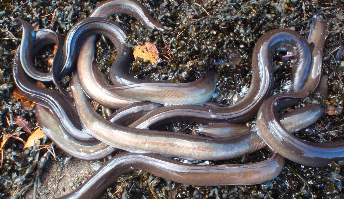 European eel. Photo: Caroline Durif / HI