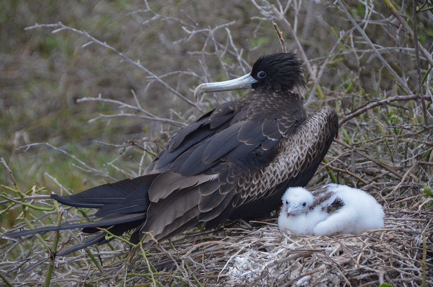 Female frigatebird with a chicken in her nest. Photo: Ronald Toppe