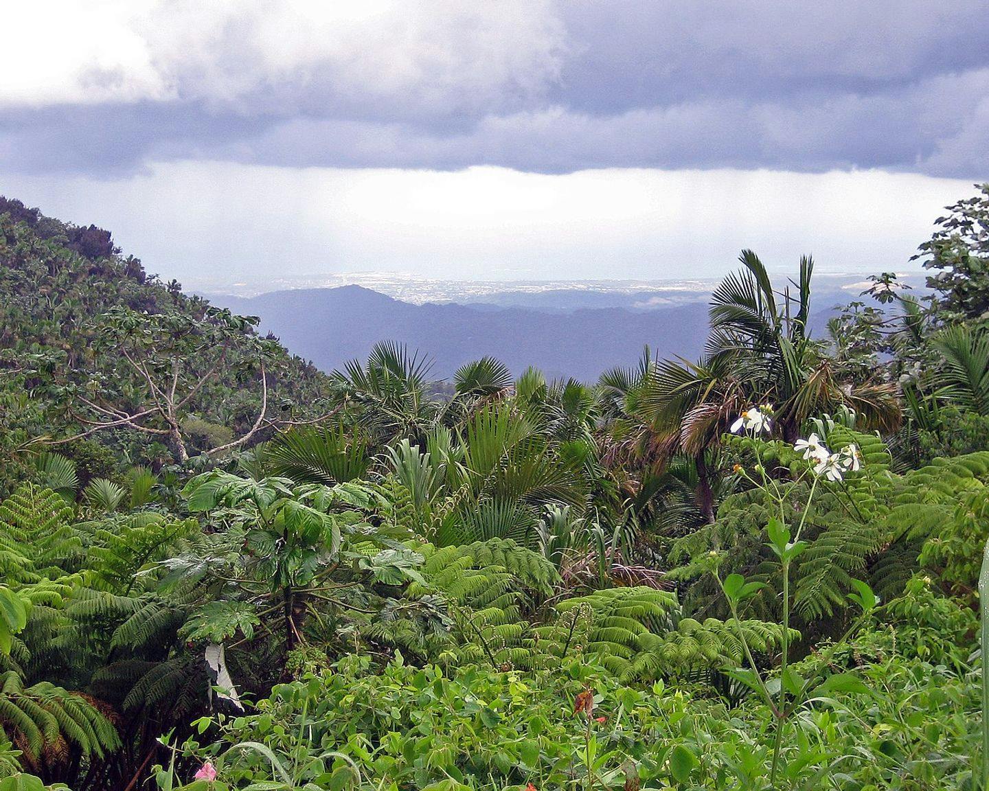 Rainforest. Photo: Quendo / Wikimedia commons