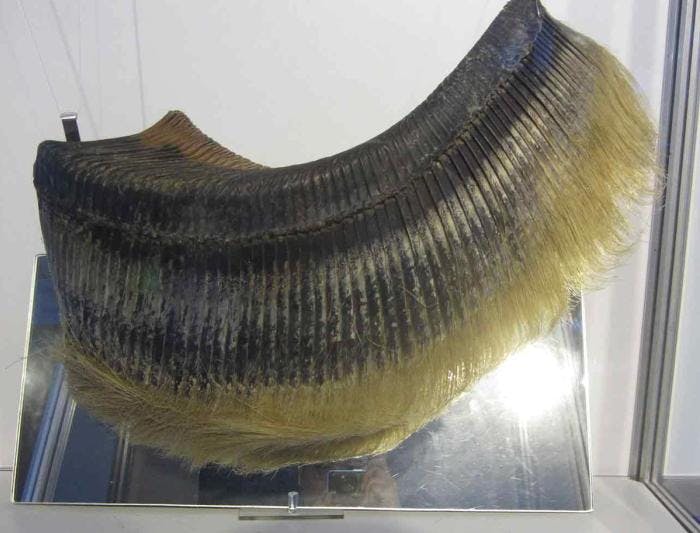 The baleen from a bryde's whale. Photo: Wikimedia Commons