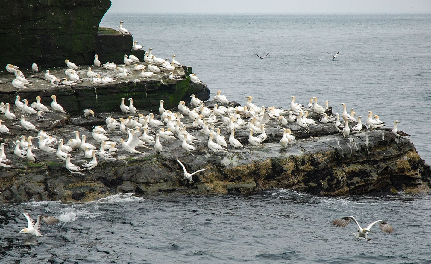 En koloni med havsuler på Shetland. Foto: Ronald Toppe