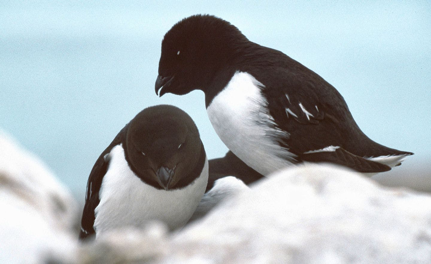 Little auks in summer coats; black chests and  cheeks. Photo: Wikimedia