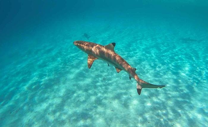 Black tip reef shark. Photo: André Marton Pedersen