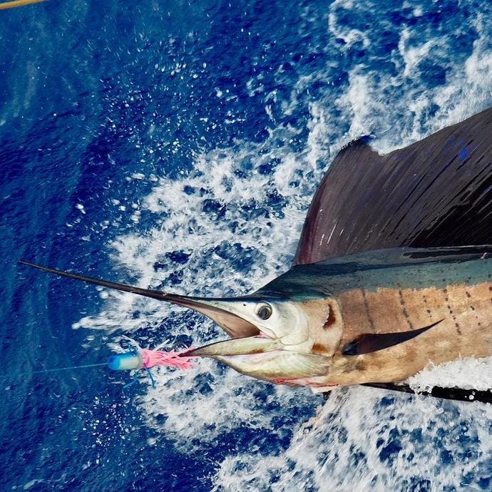 A sailfish. Photo: Martin Bua Rønhovde