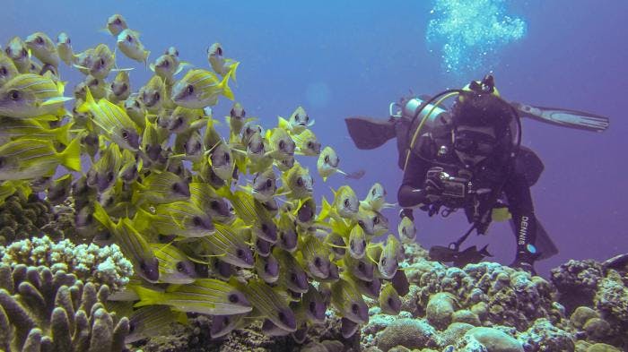 Palau is a popular diving destination. Photo: Jeff / Creative Commons