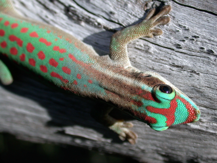 Phelsuma Ornata, en endemisk gekko. Foto: Luke J. Harmon / Creative Commons