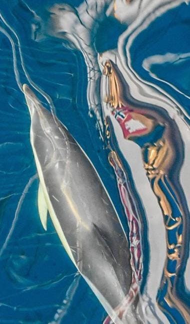 En delfin følger skipet. Foto: Ingrid Wollberg