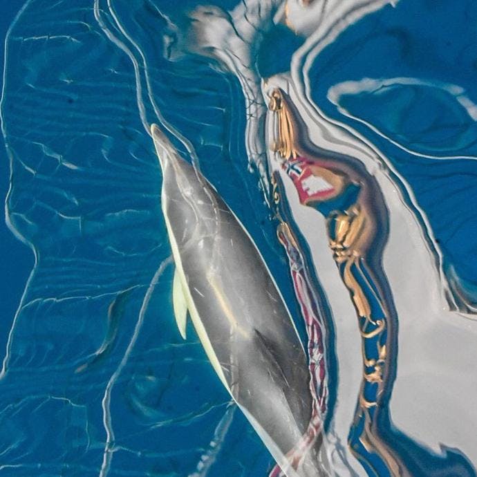 En delfin følger skipet. Foto: Ingrid Wollberg