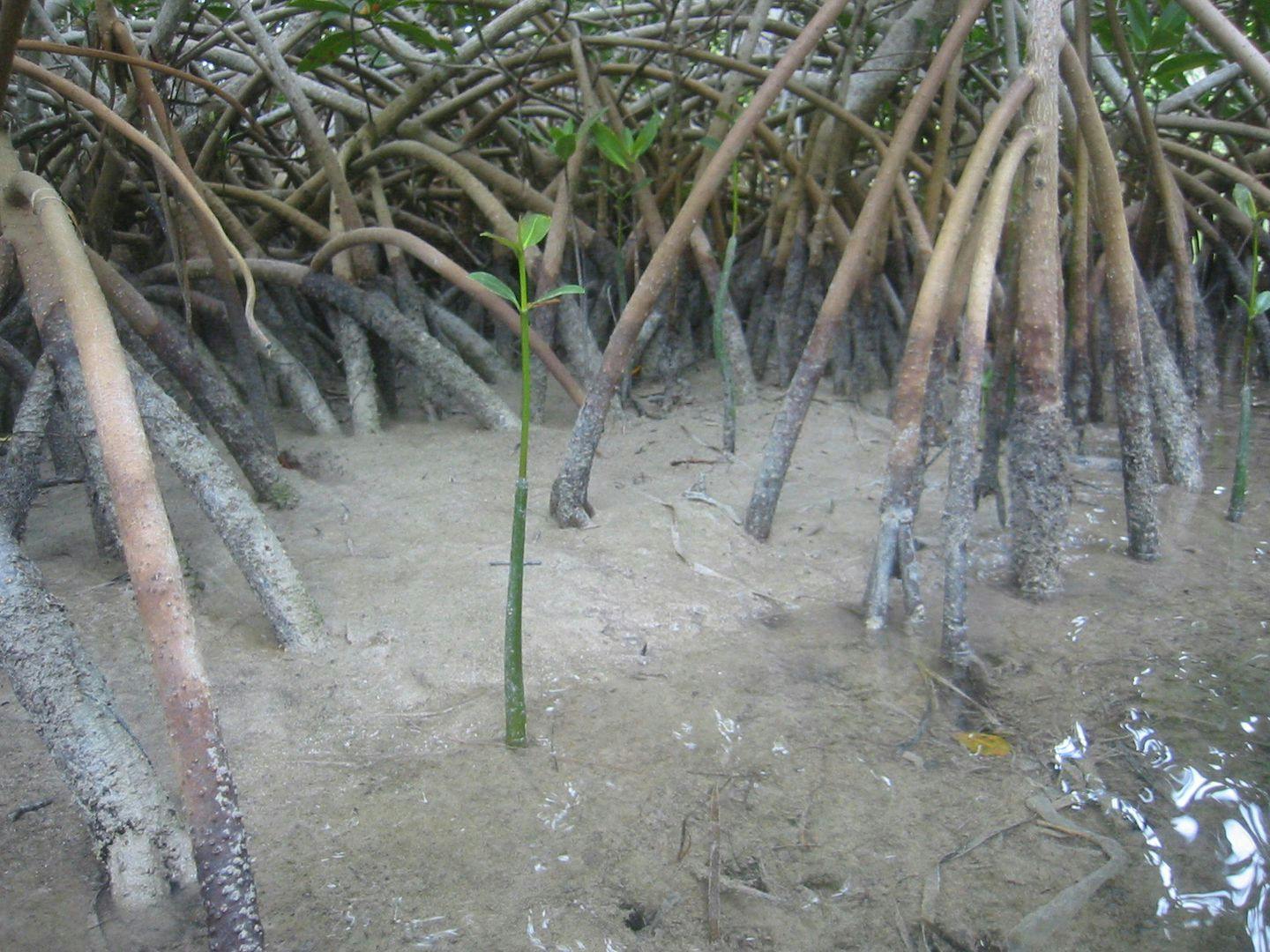 Mangrove har støttestammer som gjør dem stabile i mudderet. Foto: Ronald Toppe