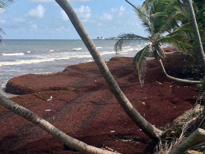 Sargassum dekker en strand på Tobago. Foto: Creative commons