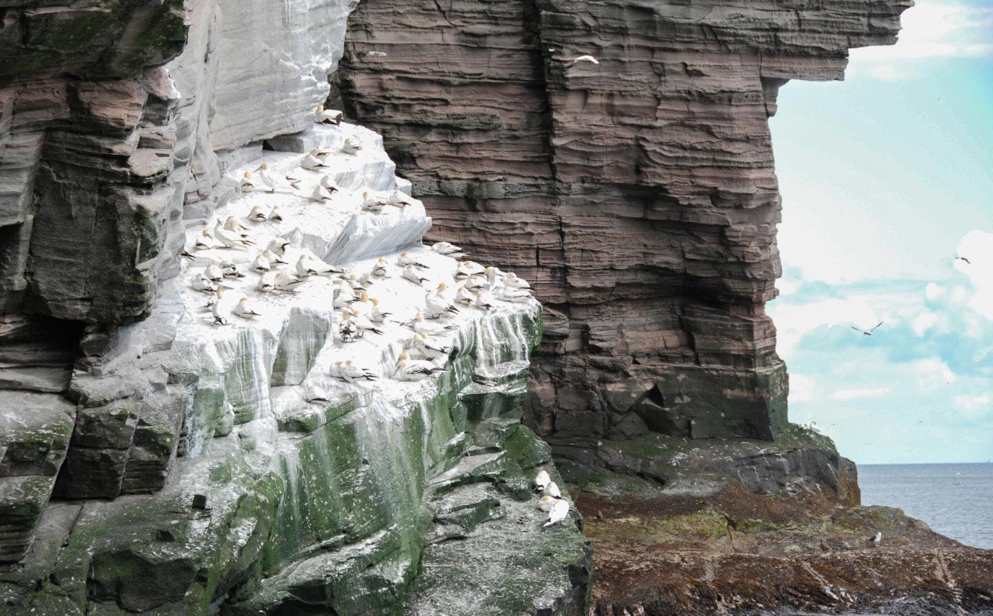 Northern gannets nesting in the cliffs of the island Noss in Shetland. Their guano is coloring the rocks white. Photo: Ronald Toppe