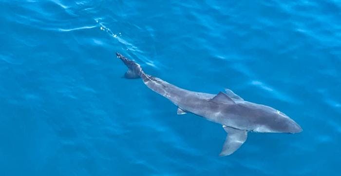 A shark swims by the ship. Photo: Susanne Njølstad Skandsen