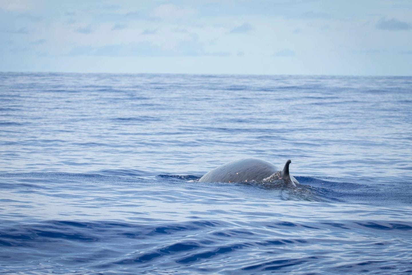 Bryde's whale. Photo: Jesper Skovlund Rosenmai 