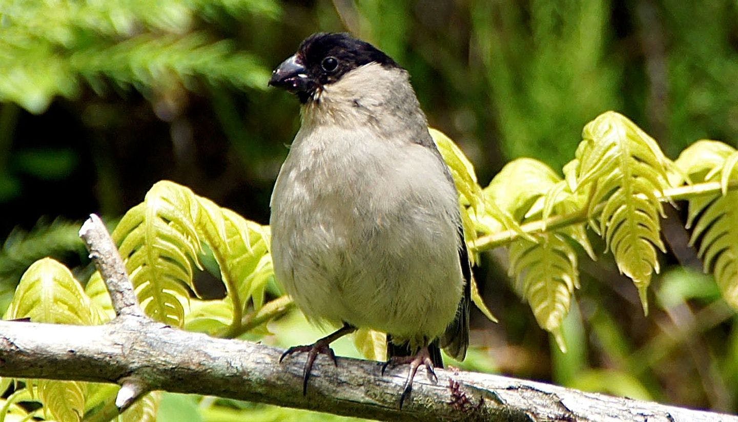 The Azores bullfinch lives only here. Photo: Wikipedia / Putneymark
