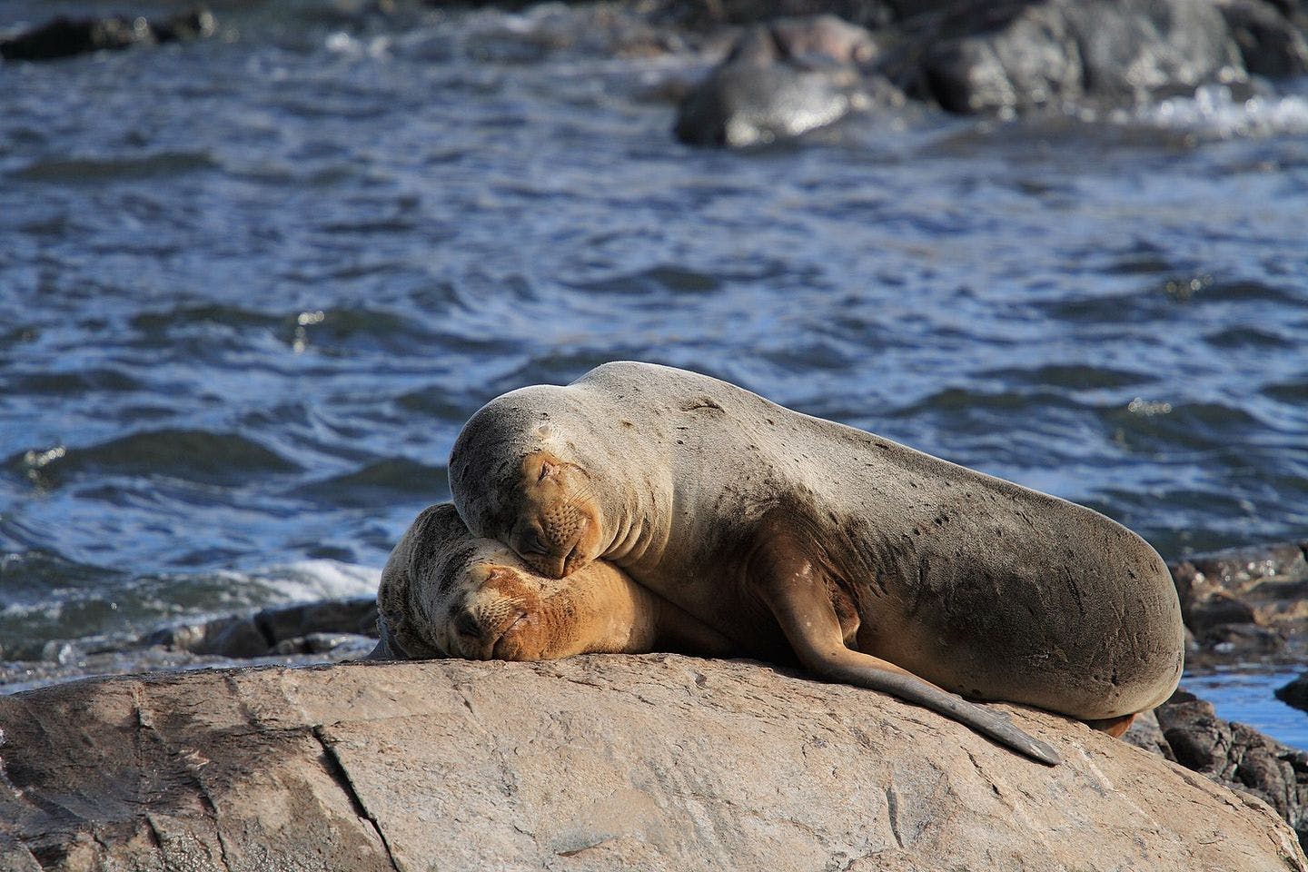 A sea lion and her pup, photographed in the Beagle Channel. Photo: Carlos Ponte / Wikimedia Commons