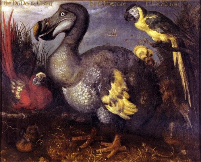 Dodo, painted by Roelant Savery in 1626