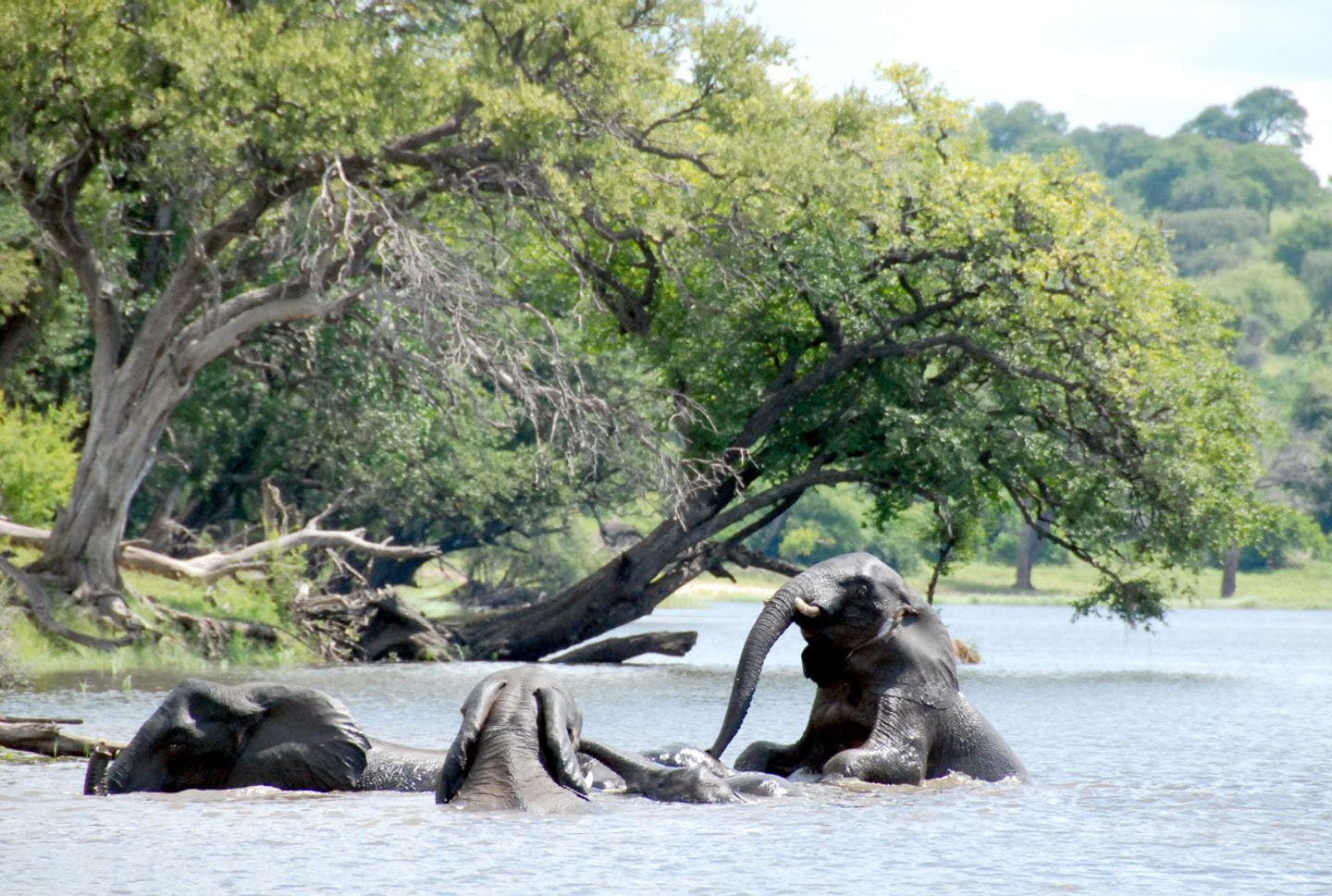Den 2.574 kilometer lange Zambezi er den fjerde  lengste elven i Afrika, og renner fra Zambia gjennom det østlige Angola, langs den nord-østre delen av grensen mot Namibia og den nordre grensen av Botswana, så langs grensen mellom Zambia og Zimbabwe til Mosambik. Foto: Ronald Toppe