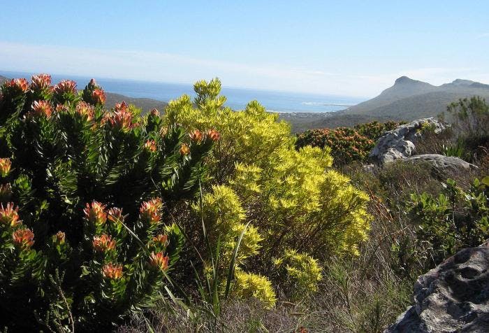 Peninsula Sandstone Fynbos, endemisk for dette området. Foto: S. Molteno / Wikimedia Commons 